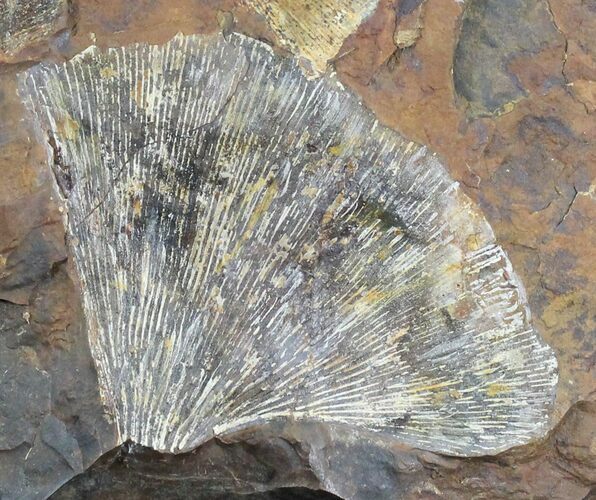 Multiple Fossil Ginkgo Leaf From North Dakota - Paleocene #29074